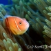 anemonefish_pink_bs_h_0705_png474.jpg